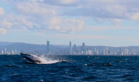 Australian Whale Watching - Hervey Bay Accommodation 1