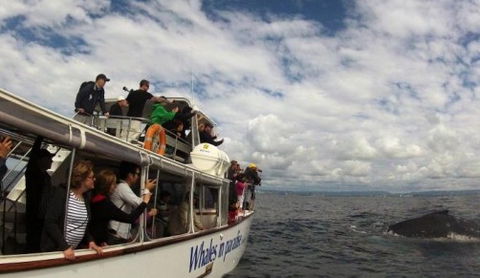 Australian Whale Watching - Hervey Bay Accommodation 2