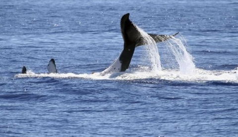 Australian Whale Watching - Hervey Bay Accommodation 3