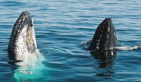 Australian Whale Watching - Hervey Bay Accommodation 4