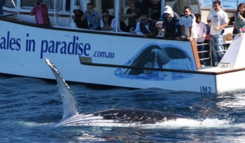 Australian Whale Watching - Hervey Bay Accommodation 5