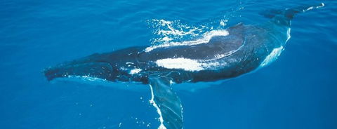Australian Whale Watching - Hervey Bay Accommodation 6