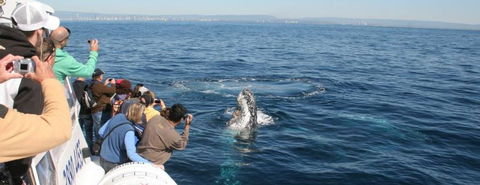 Australian Whale Watching - Hervey Bay Accommodation 7