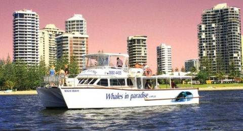Australian Whale Watching - Hervey Bay Accommodation 8