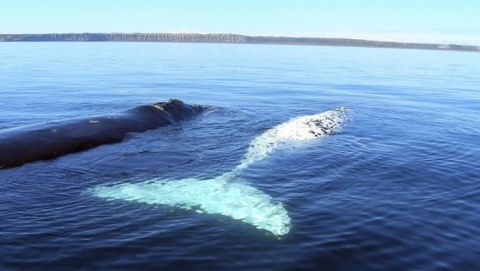 Australian Whale Watching - Hervey Bay Accommodation 9