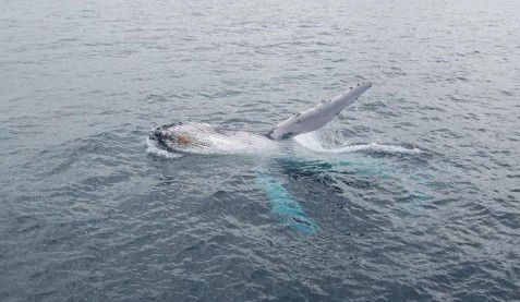 Australian Whale Watching - Hervey Bay Accommodation 10