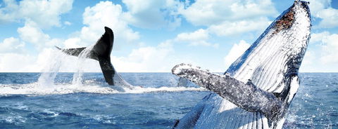 Australian Whale Watching - Hervey Bay Accommodation 11