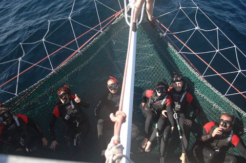 Dolphin Swim Australia - Hervey Bay Accommodation 4