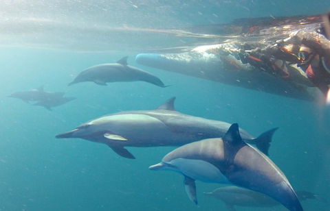 Dolphin Swim Australia - Hervey Bay Accommodation 5