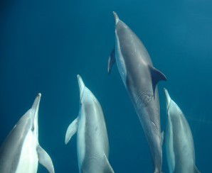 Dolphin Swim Australia - Hervey Bay Accommodation 6