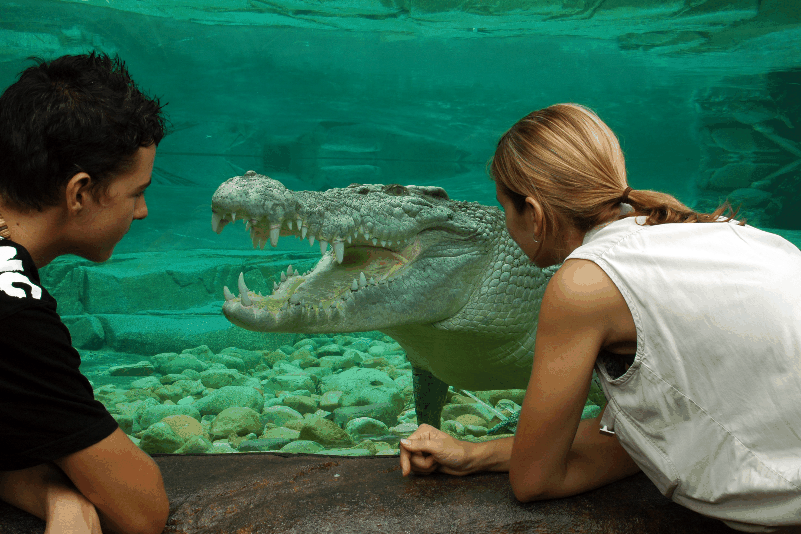 Cairns Wildlife Dome - Tourism Hervey Bay 1