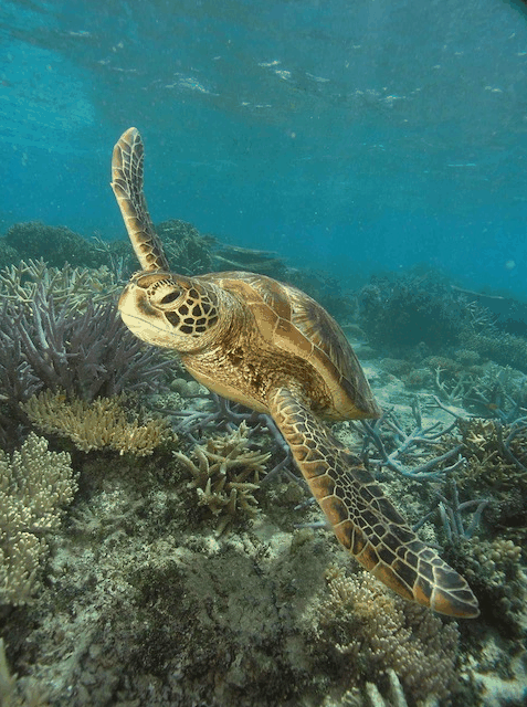 Big Cat Green Island Reef Cruises - thumb 2