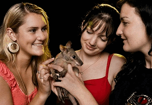 Cairns Night Zoo - Hervey Bay Accommodation 1