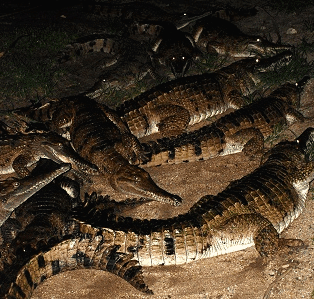 Cairns Night Zoo - Hervey Bay Accommodation 3