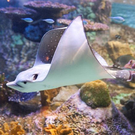 Melbourne Aquarium - Hervey Bay Accommodation 4