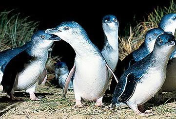 Bunyip Tours - Hervey Bay Accommodation 4