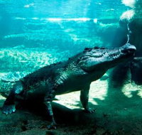 WILD LIFE Sydney Zoo - Tourism Hervey Bay