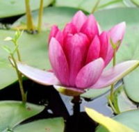 The Lotus Day Spa and Retreat - Hervey Bay Accommodation