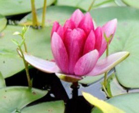 The Lotus Day Spa And Retreat - Hervey Bay Accommodation 0