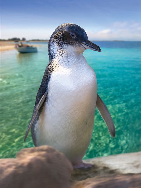 Penguin Island - Hervey Bay Accommodation 0