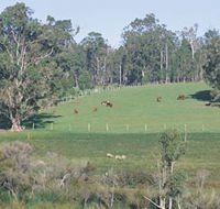 Scenic Drives - Bunbury Collie Donnybrook - Hervey Bay Accommodation