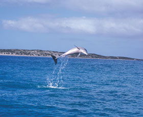 Steep Point - Hervey Bay Accommodation 0