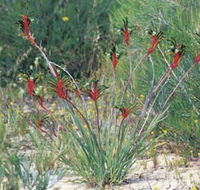 Kalbarri Wildflower Centre - Hervey Bay Accommodation