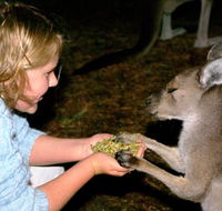 Discovery Bay's Walk on the Wild Side - Hervey Bay Accommodation