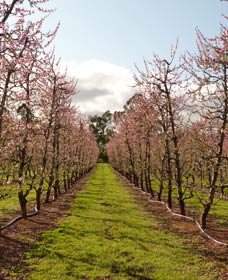 Raeburn Orchards - Hervey Bay Accommodation 0
