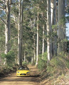 Scotsdale Tourist Drive - Hervey Bay Accommodation 0