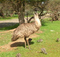 Minlaton Fauna Park - Hervey Bay Accommodation