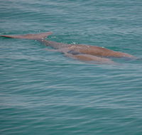 Dugongs - Hervey Bay Accommodation