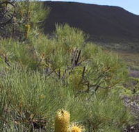 Lesueur Walk Trail Mount Lesueur - Hervey Bay Accommodation
