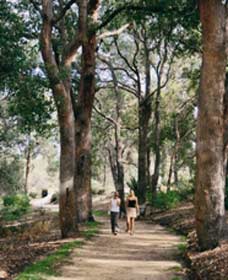Law Trail And Lotterywest Federation Walkway, Kings Park - Hervey Bay Accommodation 0