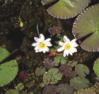 Parry Lagoons Nature Reserve - Hervey Bay Accommodation