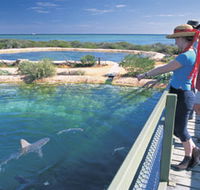 Shark Bay Marine Park - Hervey Bay Accommodation