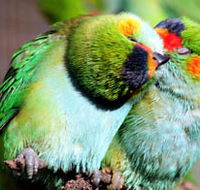 Rainbow Jungle - The Australian Parrot Breeding Centre - Hervey Bay Accommodation
