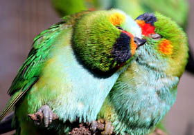 Rainbow Jungle - The Australian Parrot Breeding Centre - Hervey Bay Accommodation 0