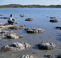 Lake Thetis Stromatolites - Hervey Bay Accommodation