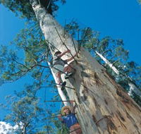 Dave Evans Bicentennial Tree - Hervey Bay Accommodation
