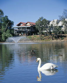 White Swans - Hervey Bay Accommodation 0