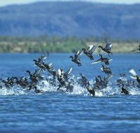 Ord River