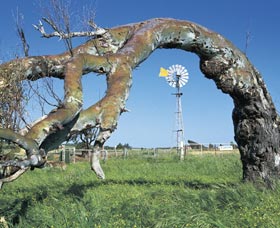 Greenough Leaning Trees - Hervey Bay Accommodation 0