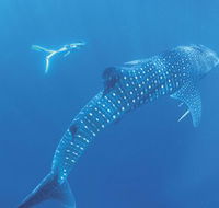 Ningaloo Marine Park - Hervey Bay Accommodation