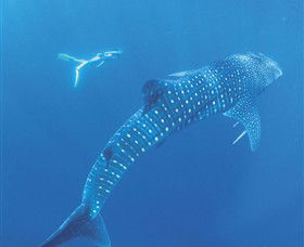 Ningaloo Marine Park - Tourism Hervey Bay 0