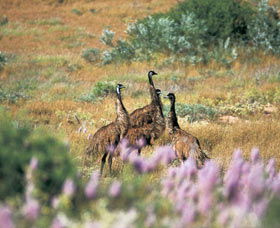 Jurabi Coastal Reserve - Tourism Hervey Bay 0