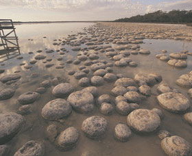 Yalgorup National Park - Hervey Bay Accommodation 0