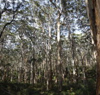 Boranup Karri Forest - Hervey Bay Accommodation
