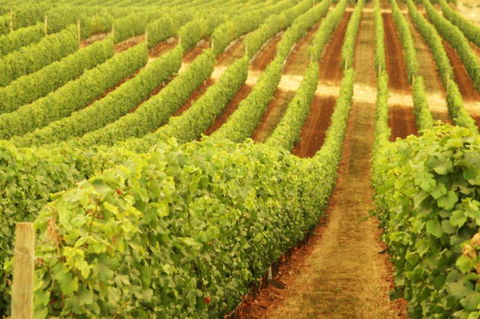Xanadu Wines - Hervey Bay Accommodation 0