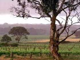 Yangarra Estate Vineyard - Tourism Hervey Bay 0